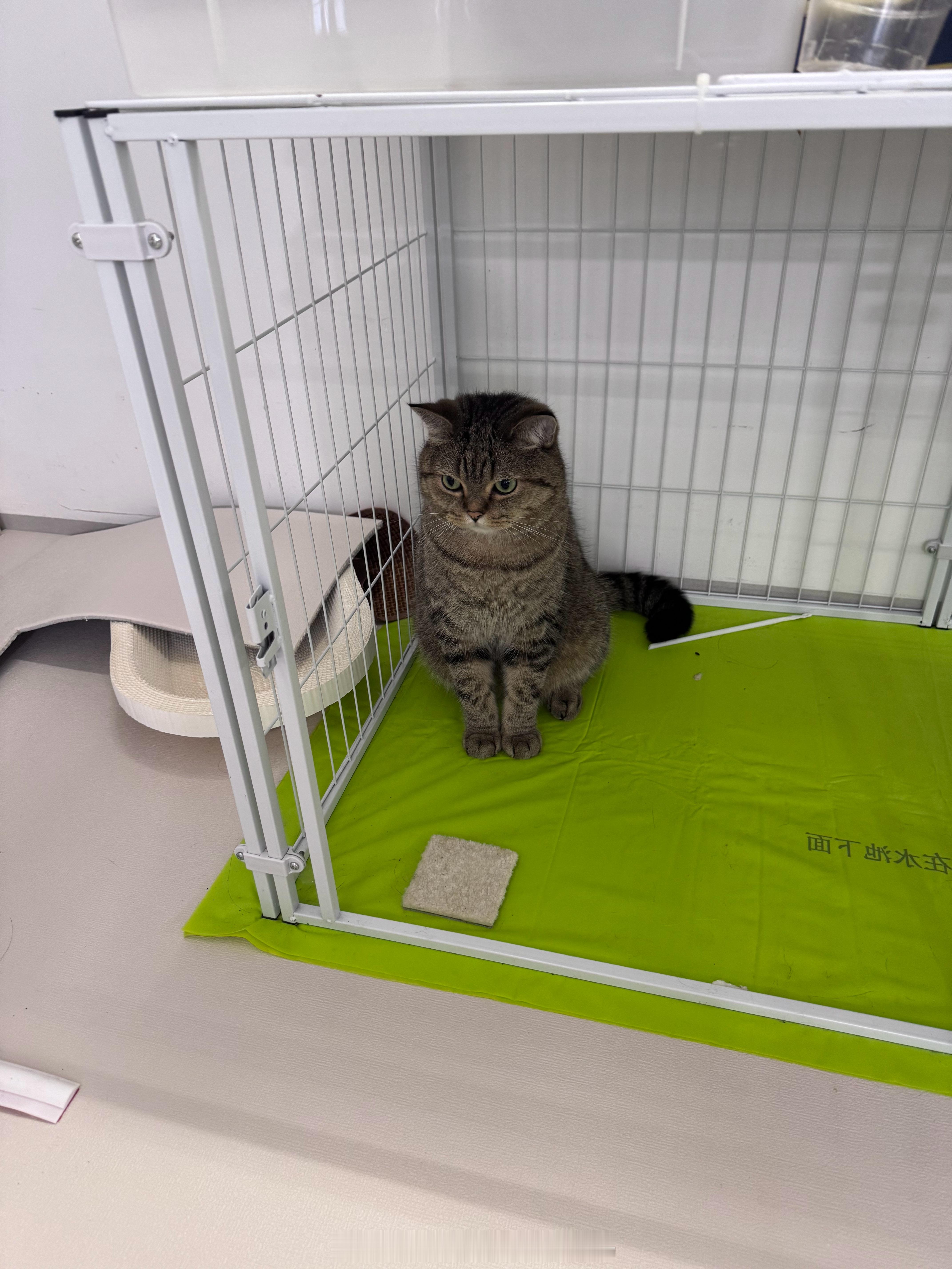 我好像明白猫猫们为什么都坐在这里了，它们是不是看狗这样坐着就有狗粮吃，所以以为这