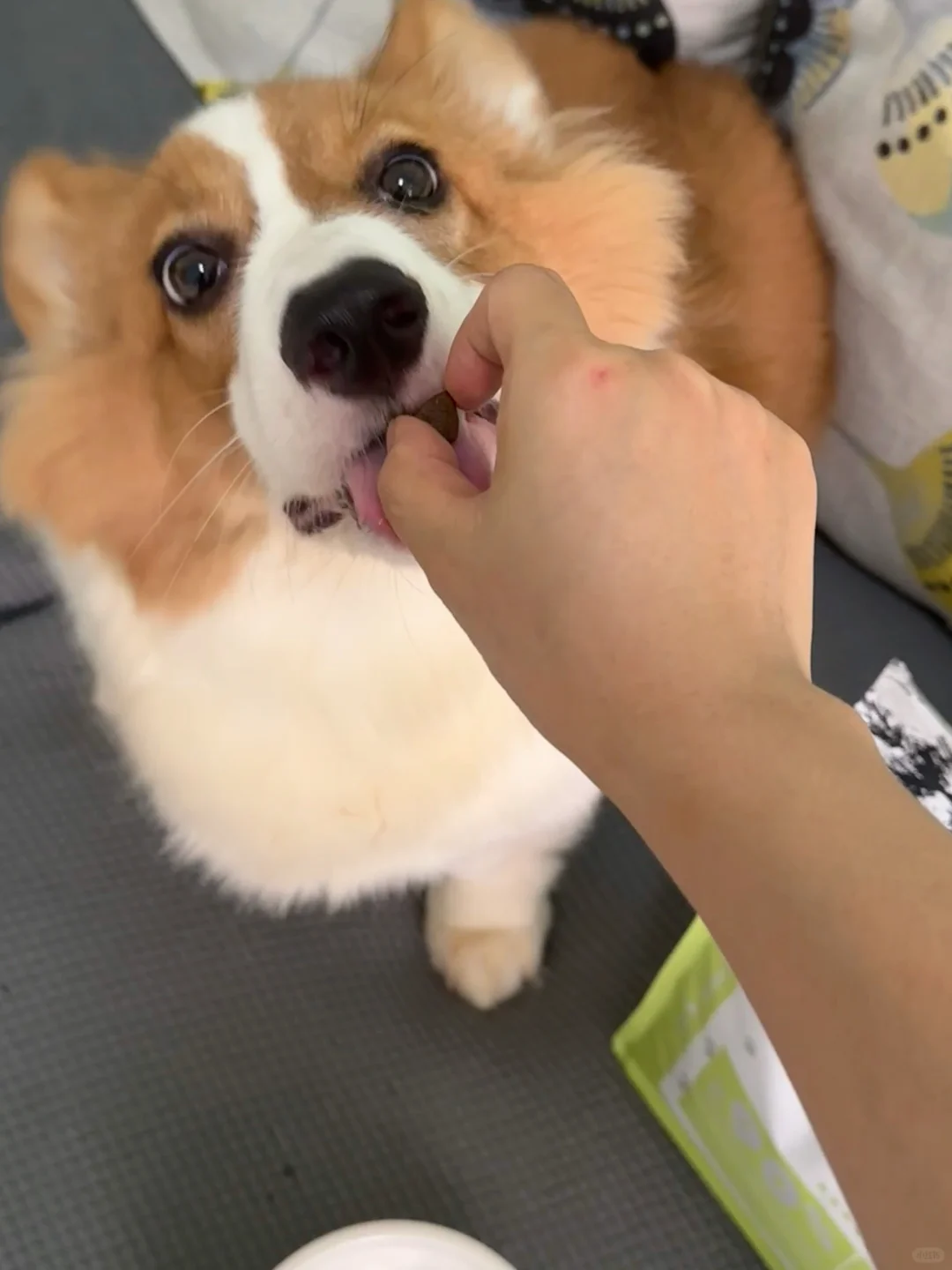 发现一款长肉狗粮