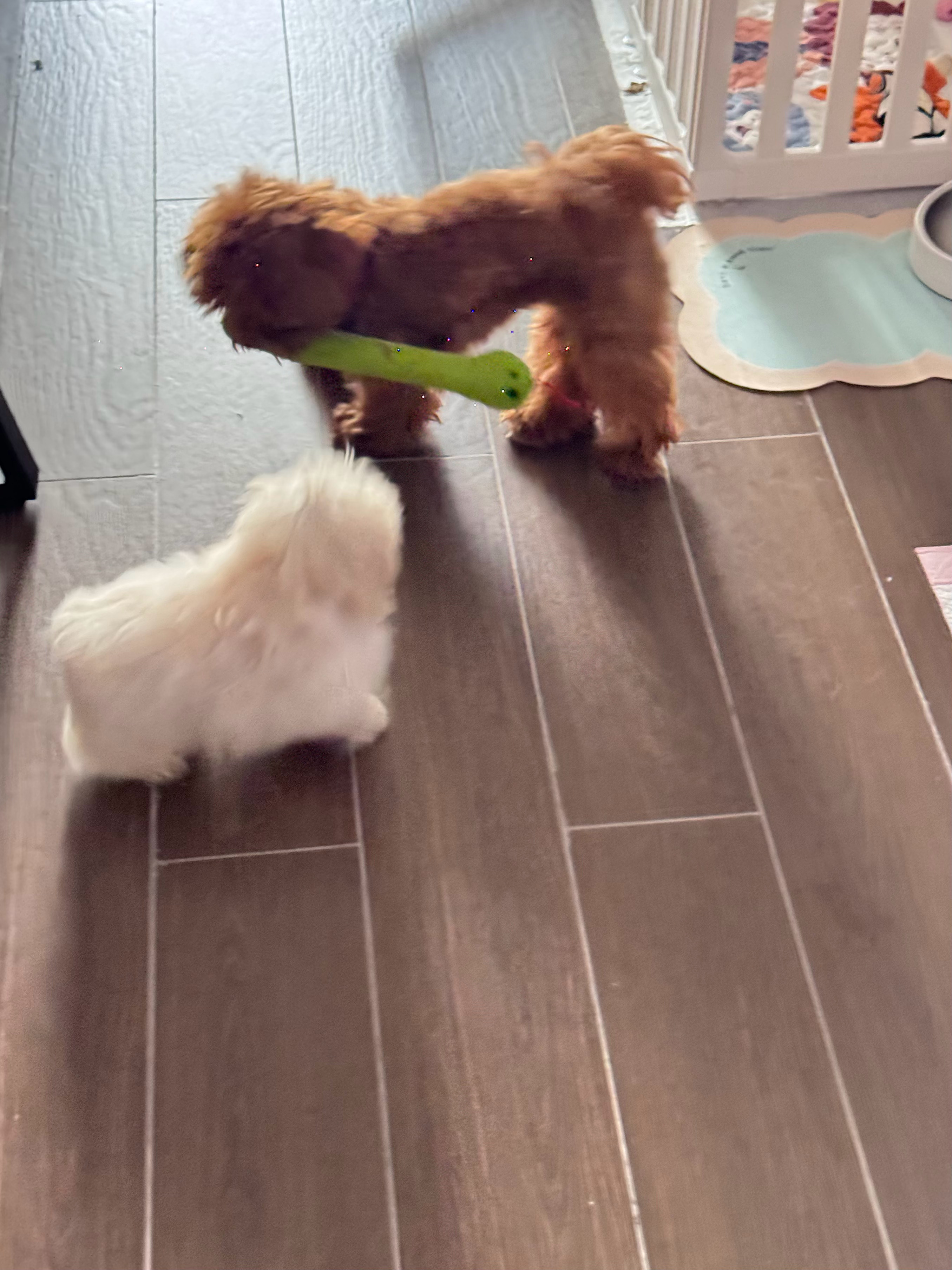 发现家里两只小狗真的很有意思哈哈哈，玩具摆在那的时候谁都不碰，可只要有人上去扒拉