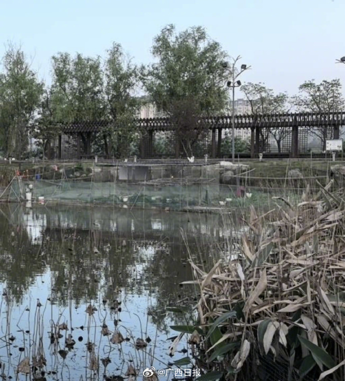 #市民投诉违规养鸭结果鸭子有编制#【四川市民反映公共水域有人违规养鸭，官方回应：