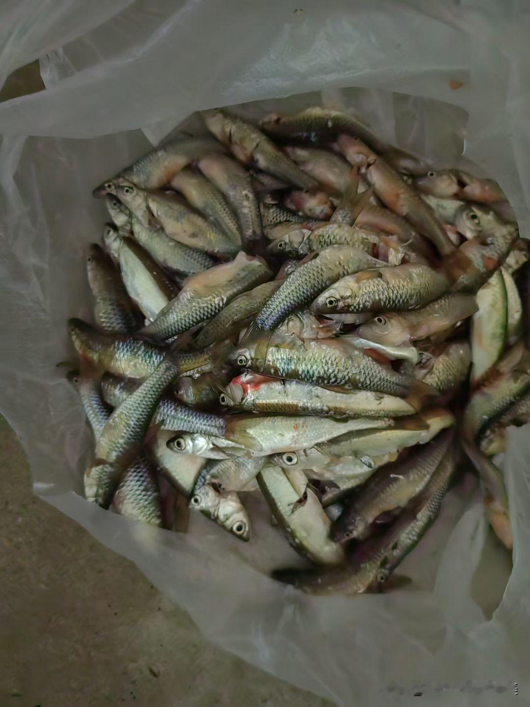 麦穗鱼，我们这里是这叫法，还有什么地方也是这样叫的？
麦穗鱼炖豆腐，一道美菜