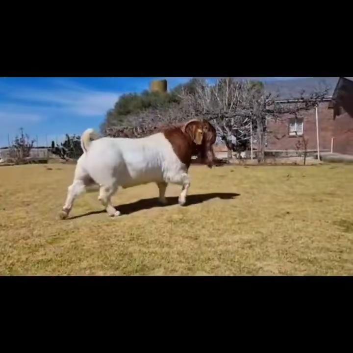 保时捷的魅力，