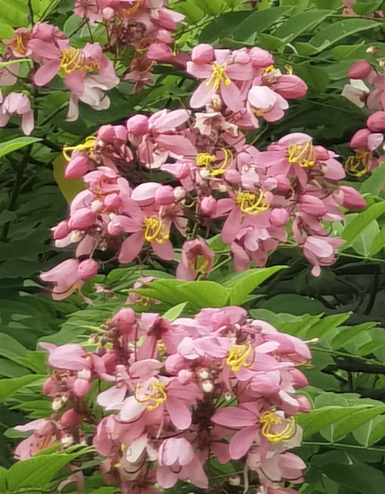 花香果臭的粉花山扁豆，因其数量稀少且分布范围狭窄，野生资源濒临灭绝， ‌被列为中