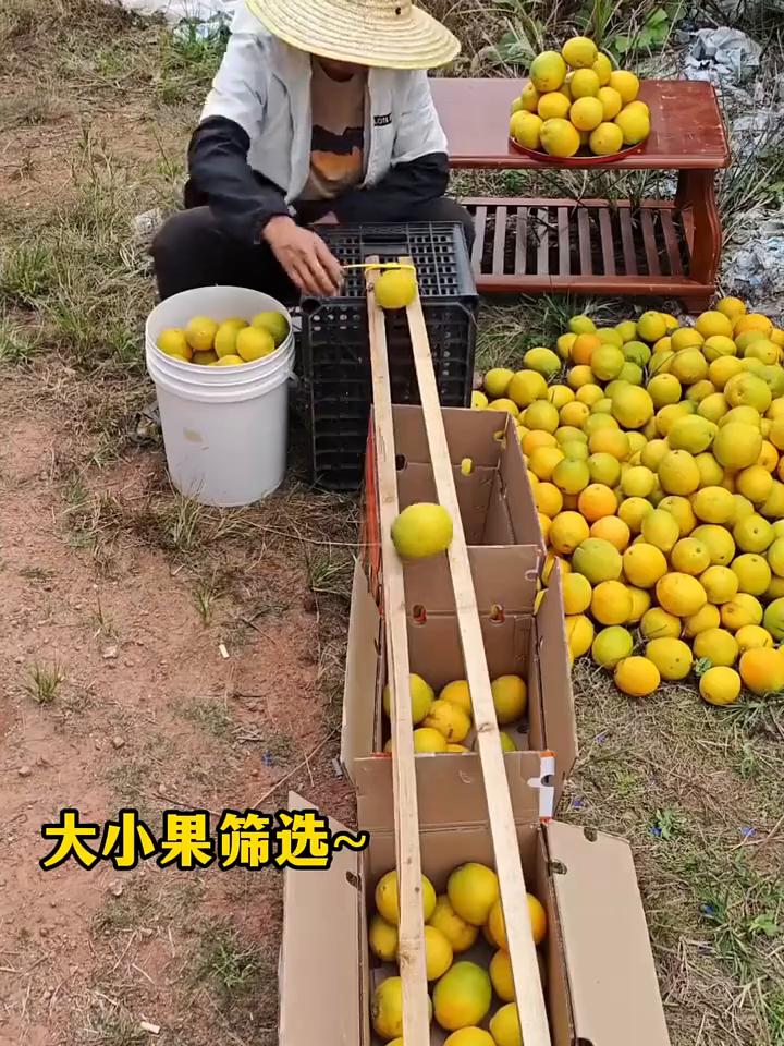 劳动人民智慧。
取蛋神器、小电驴拉磨、移动式羊圈、防晒神器、风力驱鸟、大小果筛选