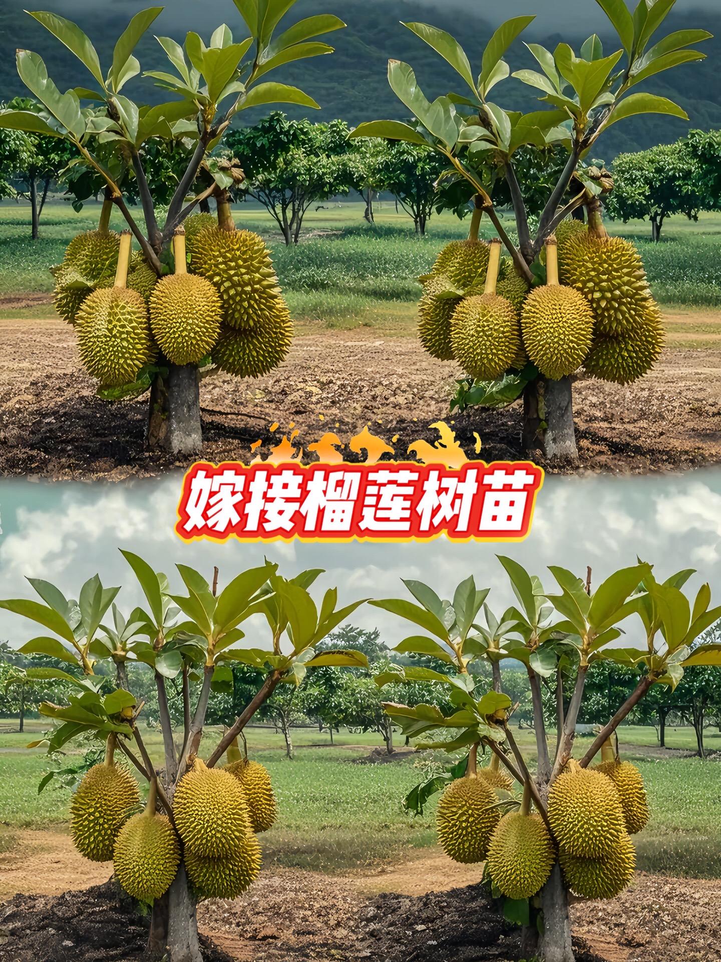 嫁接榴莲树苗。