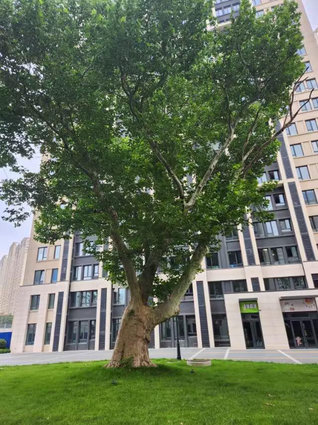 中车四方机厂建厂百年，院内的老法桐树始栽于20世纪，大概在1900年至1930年