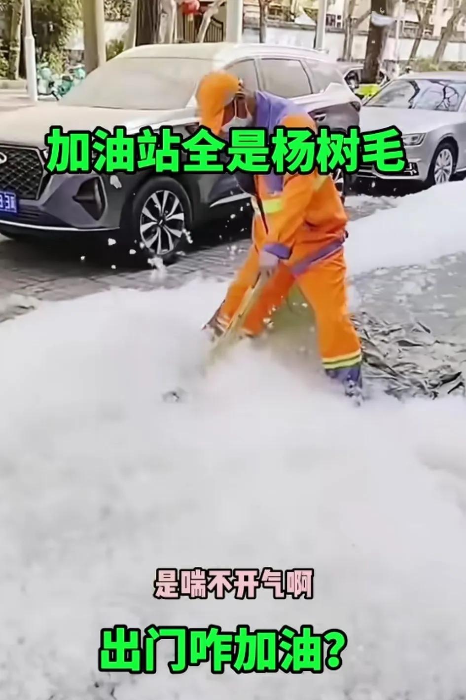 还好我们那里前几年把路边的杨树都砍了，不然每到夏天时节也是很多毛毛，有时出门刺激