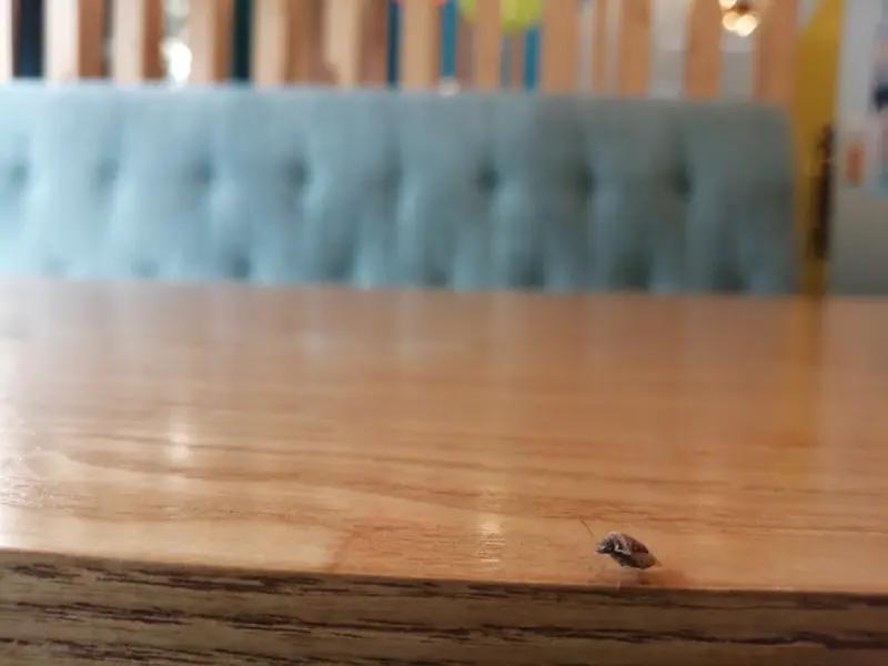 2025年初，某市一家咖啡馆可热闹了，一名记者把活蟑螂碾成酱，和咖啡混合做成了蟑