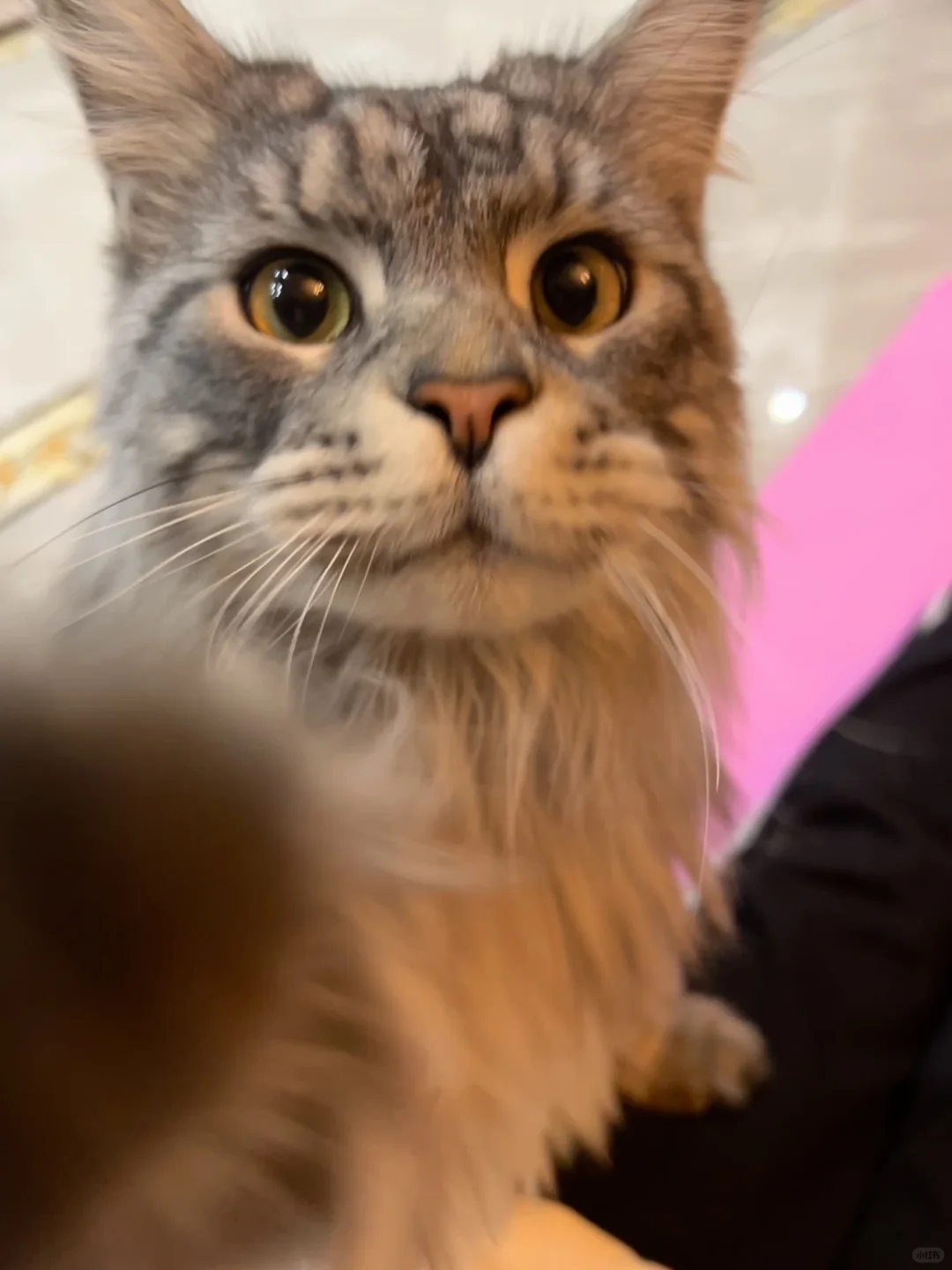救命🆘猫猫换毛季清洁原来这么简单