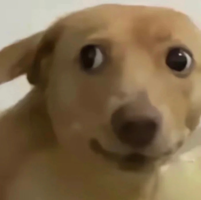 今日份表情包✔️这几只狗的表情，传达了无语，呆滞，不屑，淡然，认命，惊慌失措，神