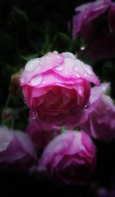 上联：一帘疏雨醒春梦；
下联：半卷闲书度岁华。