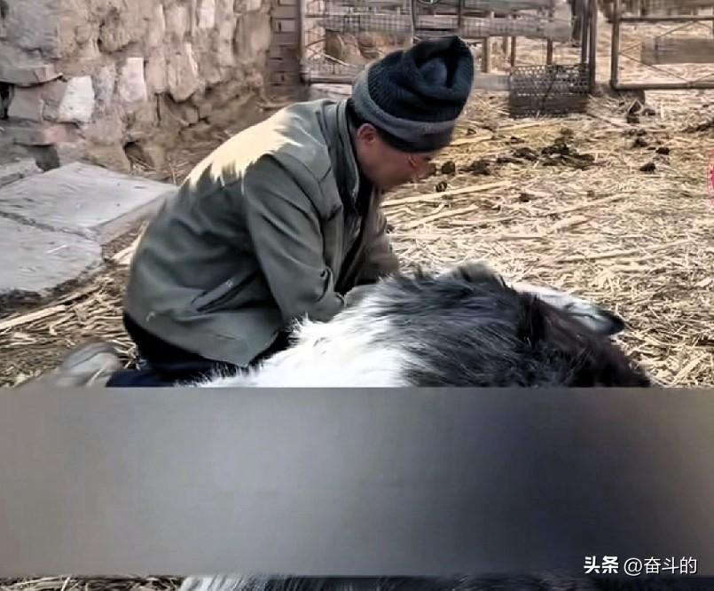 大爷抱驴痛哭：这哪是牲口，这是命啊！
 
 
河南一位72岁的大爷，陪伴他整整3