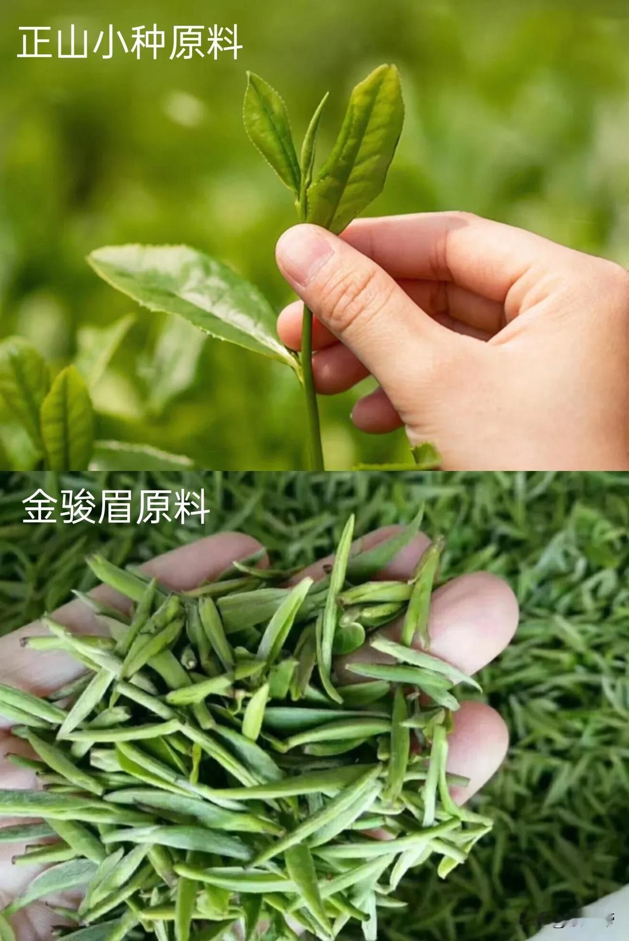 正山小种VS金骏眉究竟有啥区别？买前必看！
同为武夷红茶，正山小种VS金骏眉到底