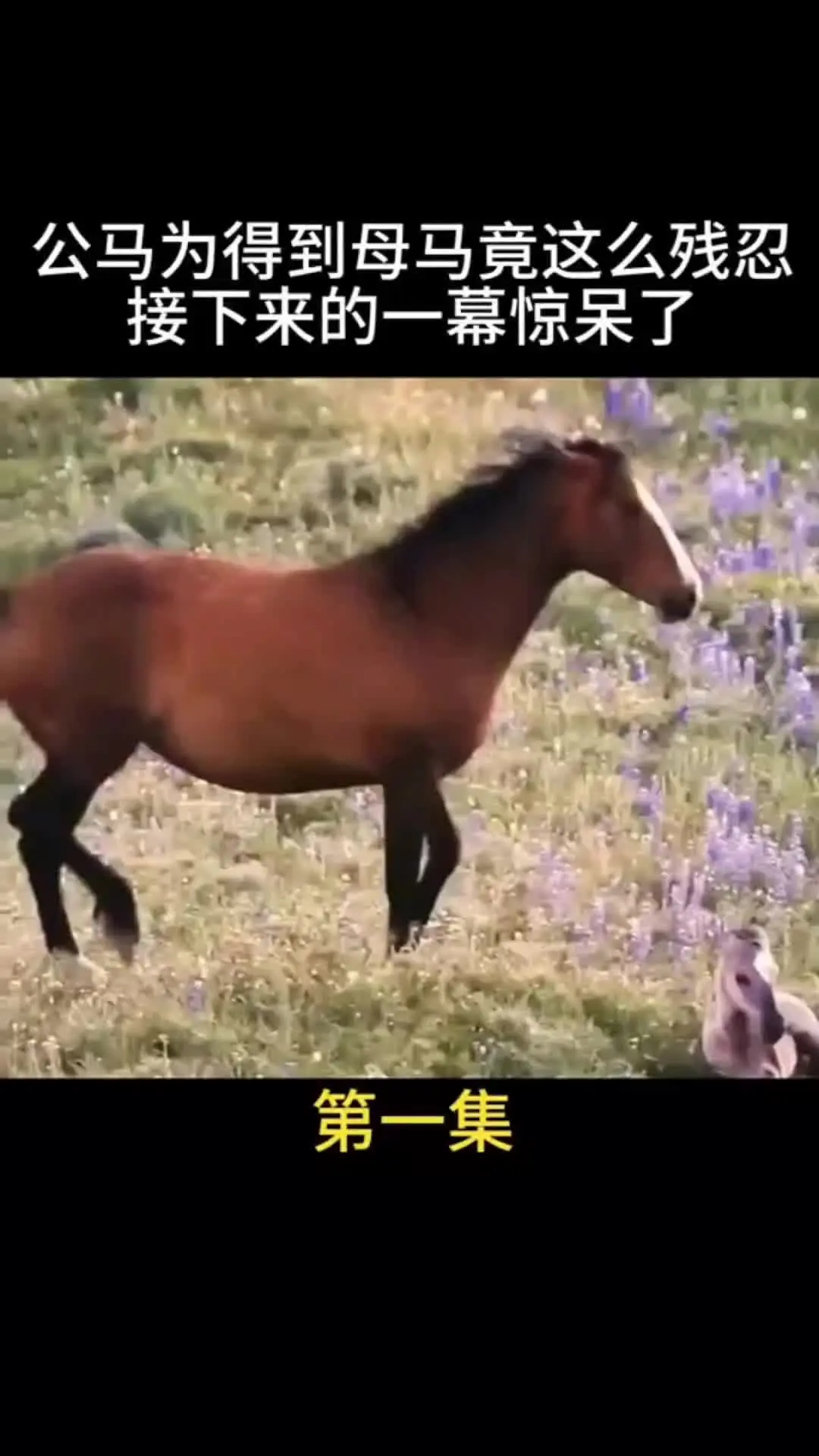 动物的迷惑行为 野生动物零距离 神奇动物在 动物解说