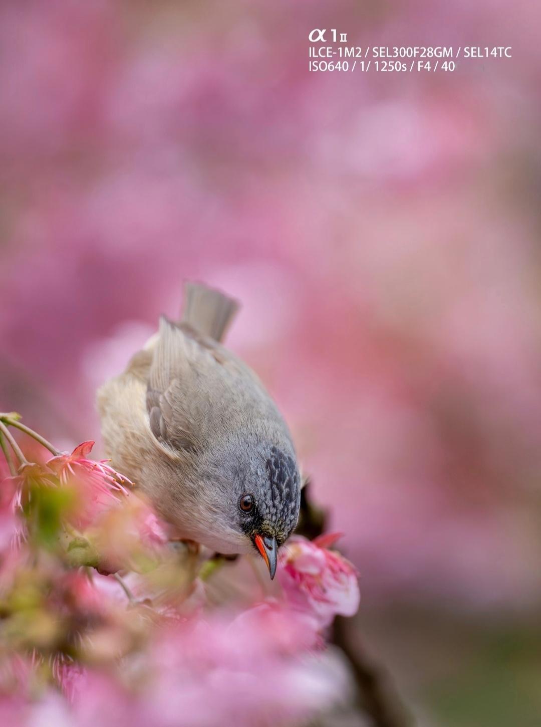 “  鸟语花香遍地春 …  ”丨摄：HJL 