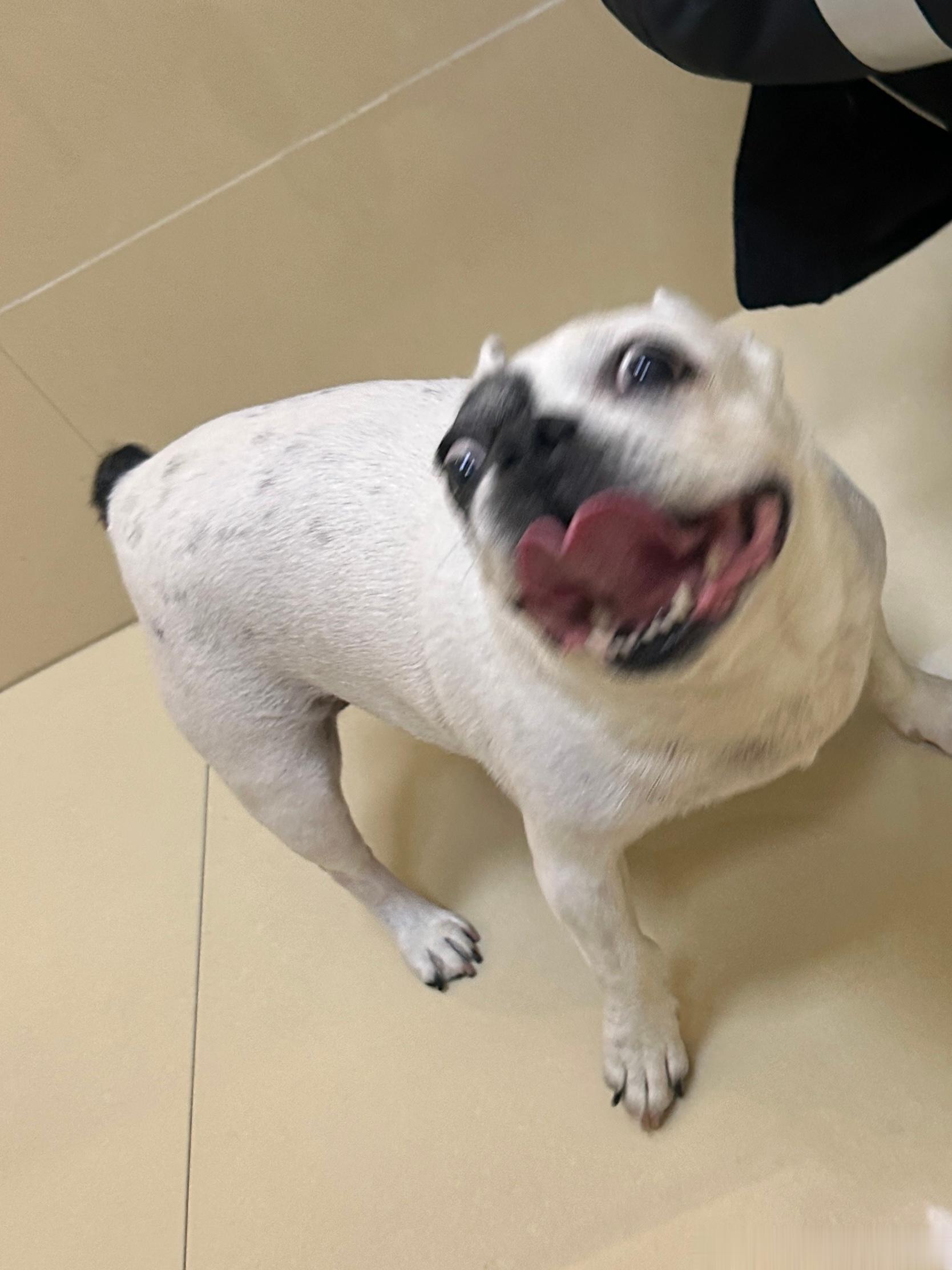 我的小狗 一定要平平安安🙏 ​​​