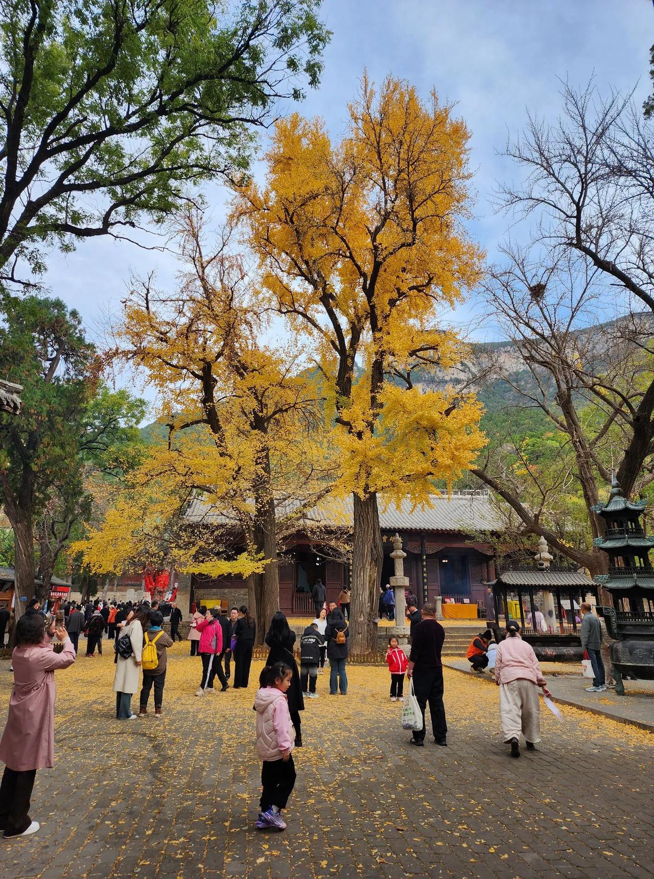 济南灵岩寺的银杏树，美的让人窒息！当前，已经出处于最佳观赏时期，地上，一层金黄的