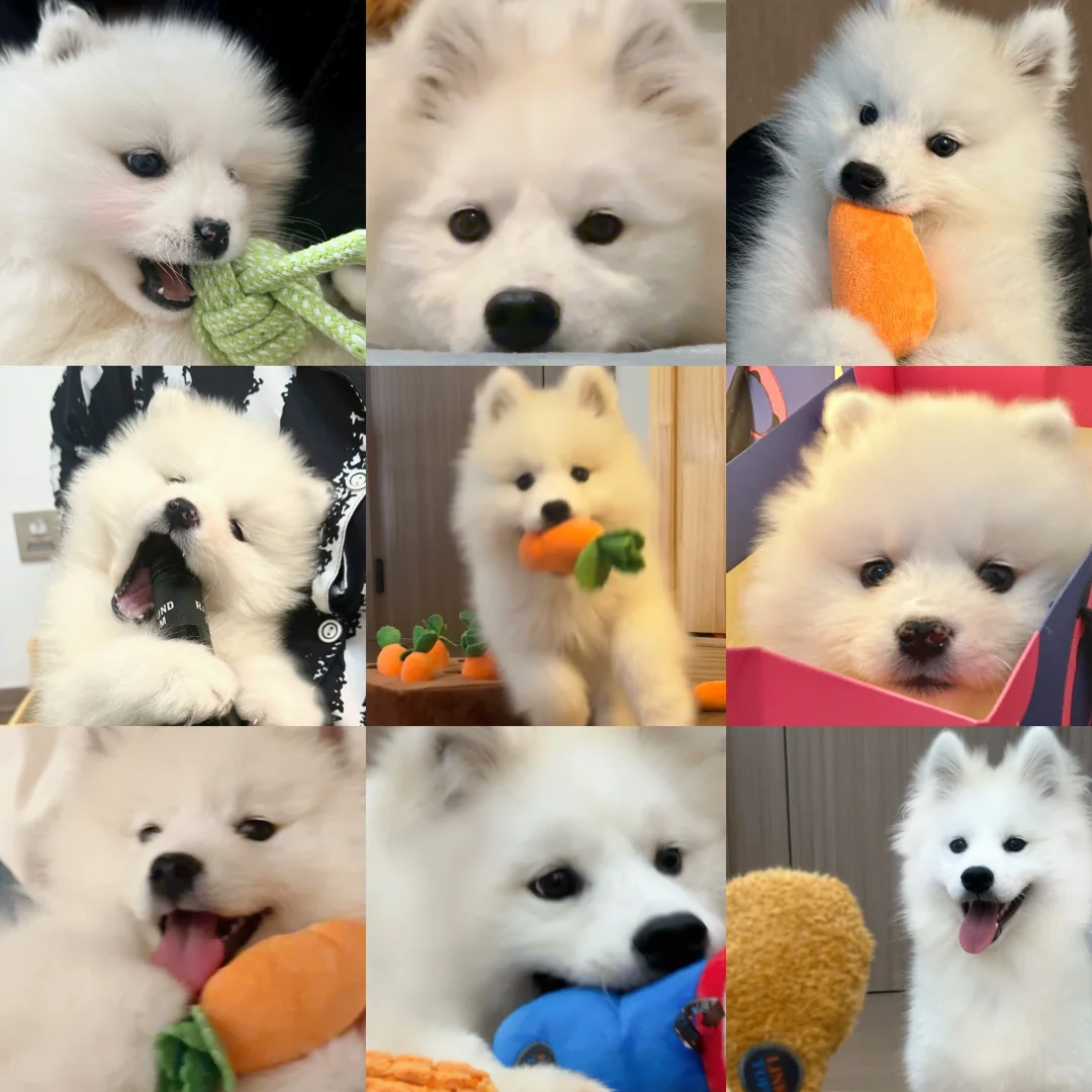 小狗头像合集来噜