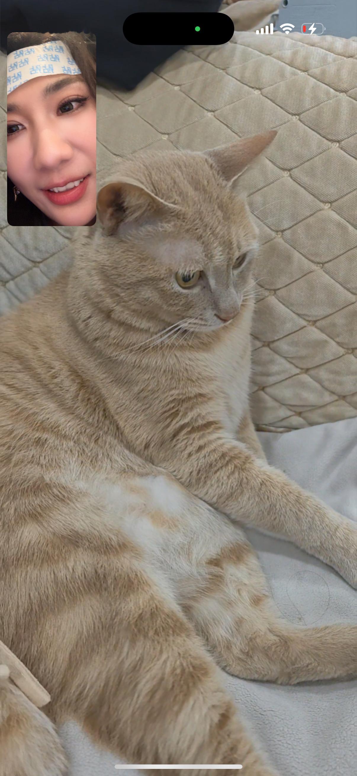 湖北暴雨⛈️问了下家里的情况，我妈说橘子被雷声吓得不敢回窝睡觉💤忙完赶紧打视频