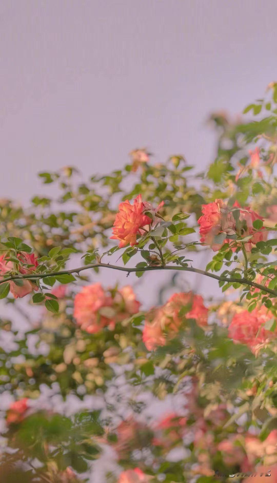 今年冬天的不同粉橙月季裹着柔雾缀在枝上，瓣边浸着浅光，风过处，花影轻轻晃。朦胧里