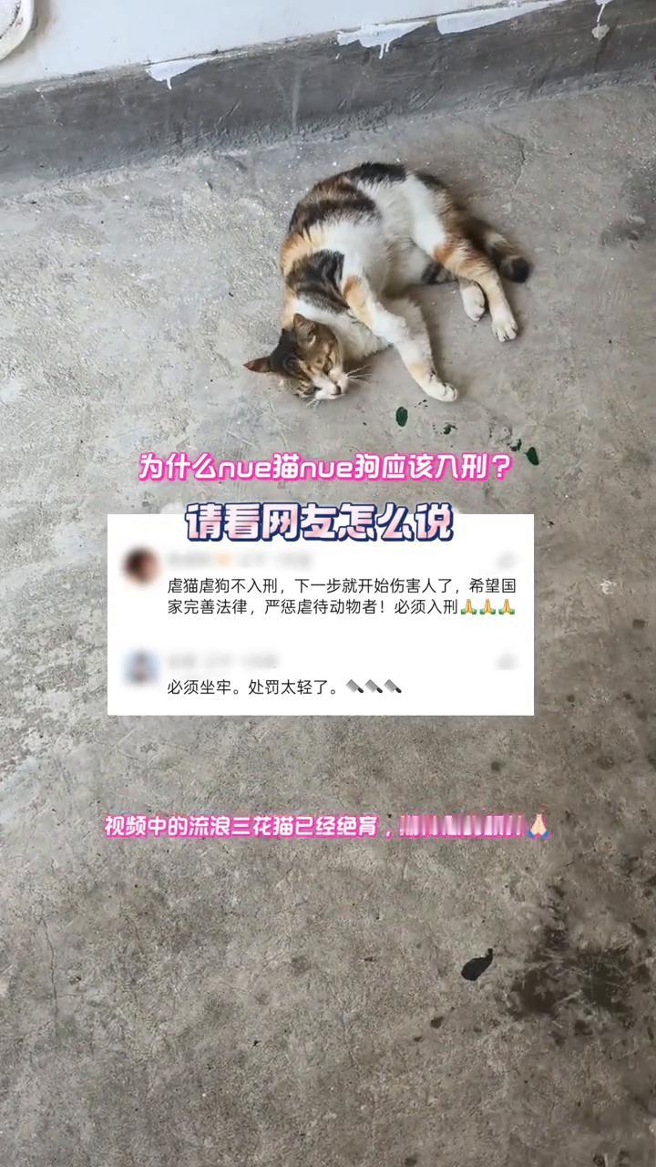 为什么nue猫nue狗应该入刑？请看网左怎么说。
虐猫虐狗不入刑，下一步就开始伤