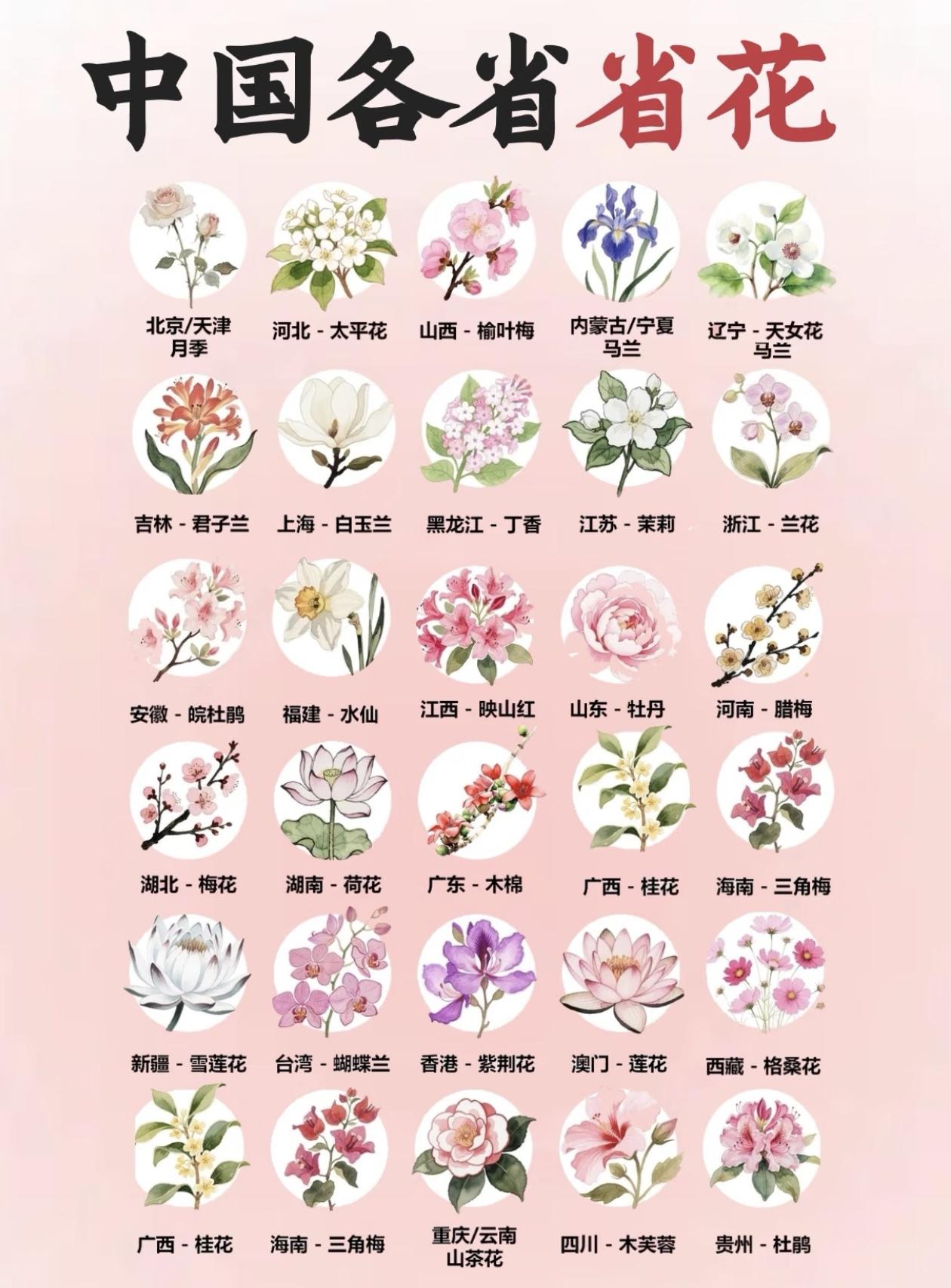中国省花图鉴
原来各省都有专属于自己的 "省花"！你的家乡，正被哪一种花儿 "象