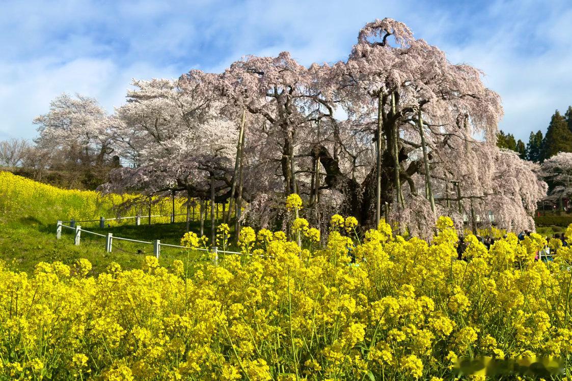 三春泷樱，日本三大樱之一，福岛县三春町。千年古樱，今日是满开的最后一日，风一刮就