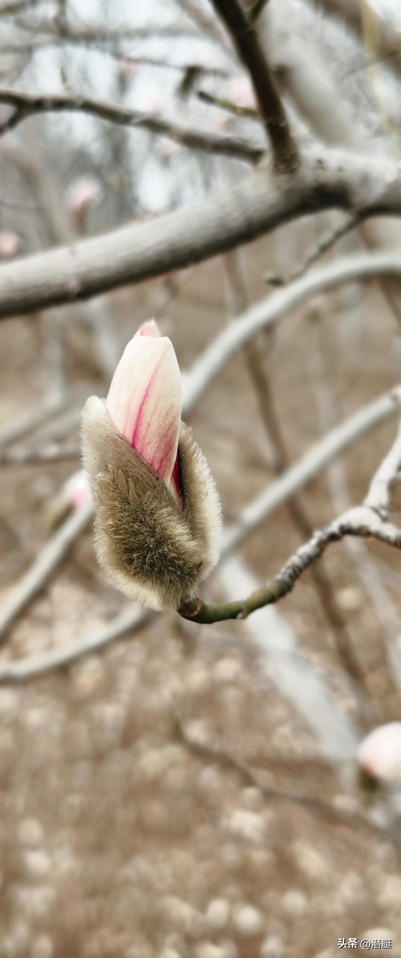 玉兰花开有多优雅昌平白浮泉公园随拍玉兰花。