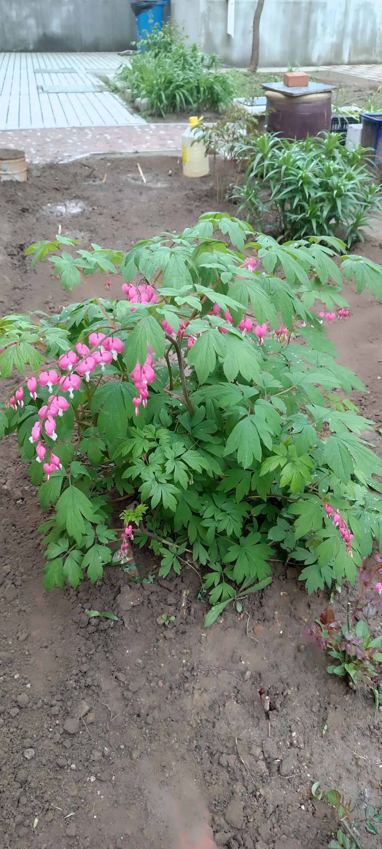在一小区偶遇一花，好看。这是啥花，有知道的吗？