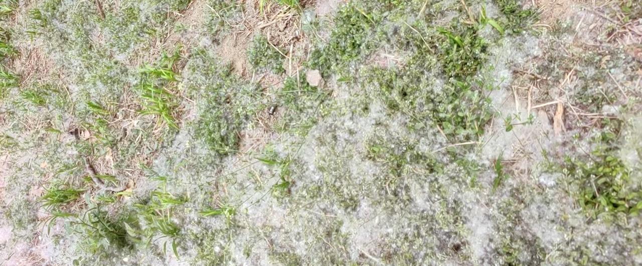 杨花柳絮弥漫，有点怕。几天没敢出门锻炼。今天憋不住了，下楼缓步3公里，活动筋骨，