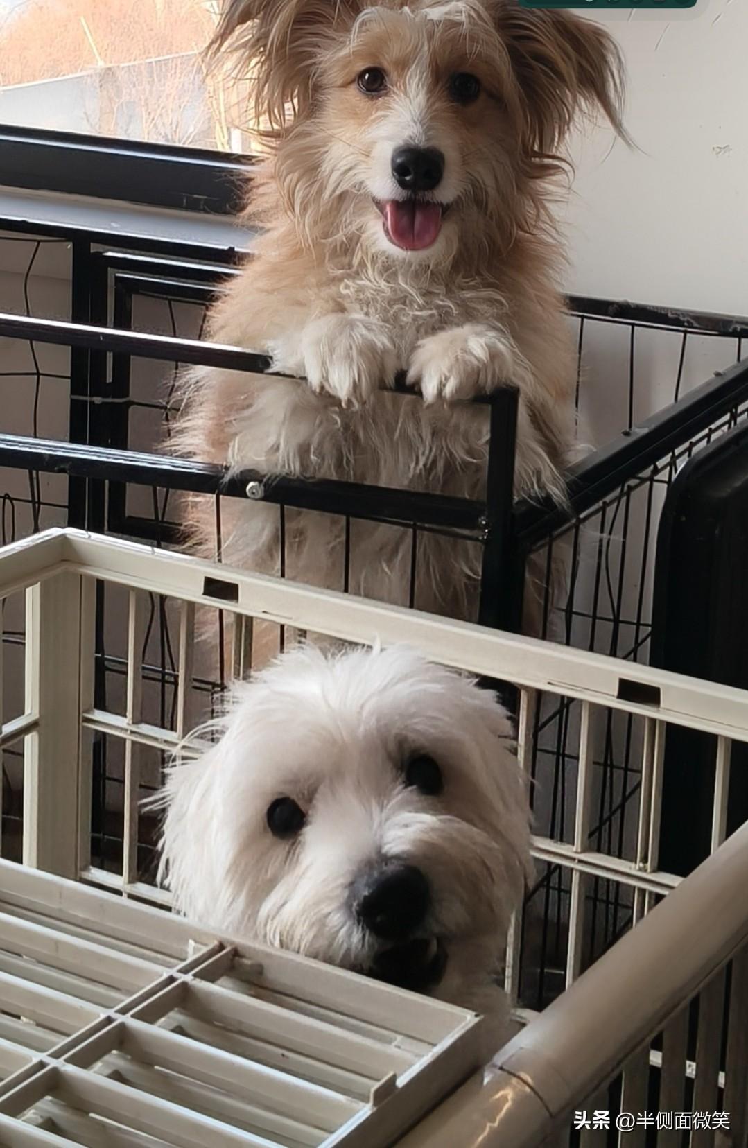 没有，只有它俩