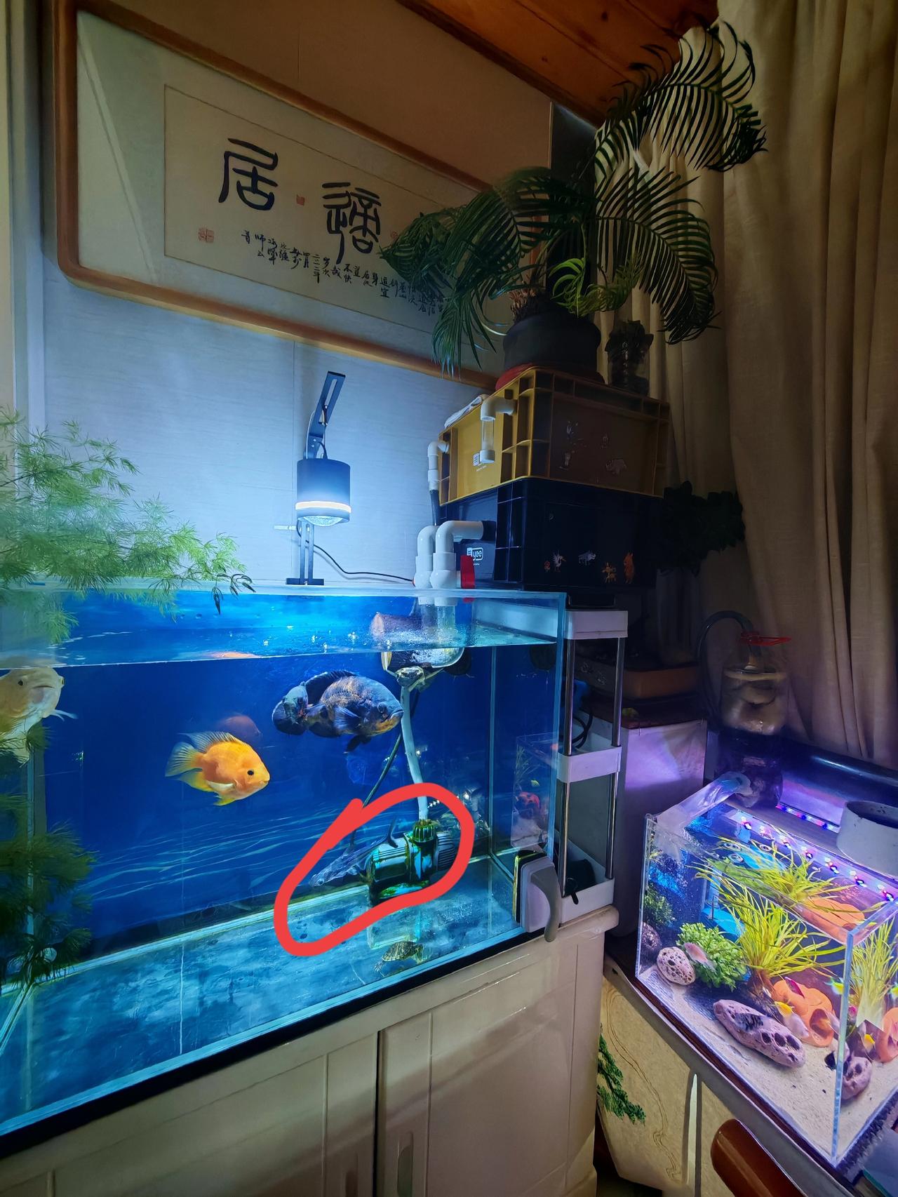 知道为什么鱼缸中不能养体型差异太大的鱼吗？今天它们给我上了一课，一年的和平相处换