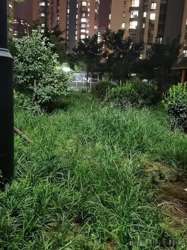 小区新鲜事 小区里总能发生不少新鲜事。就说天山区解放北路街道青年路社区25号院，