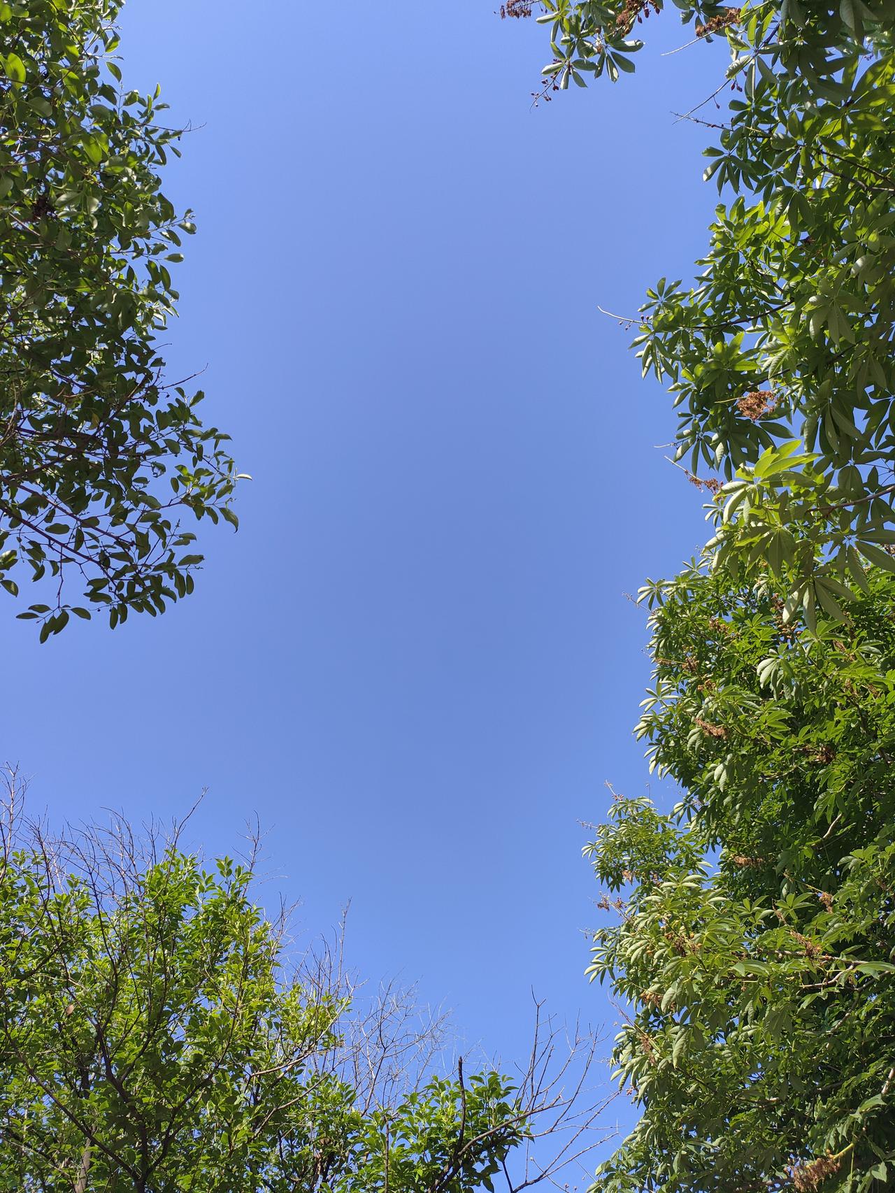 晒图笔记大赛抬眼撞见澄澈无边的蓝天，层层绿叶框住整片温柔晴空。风掠过枝桠，烦闷都