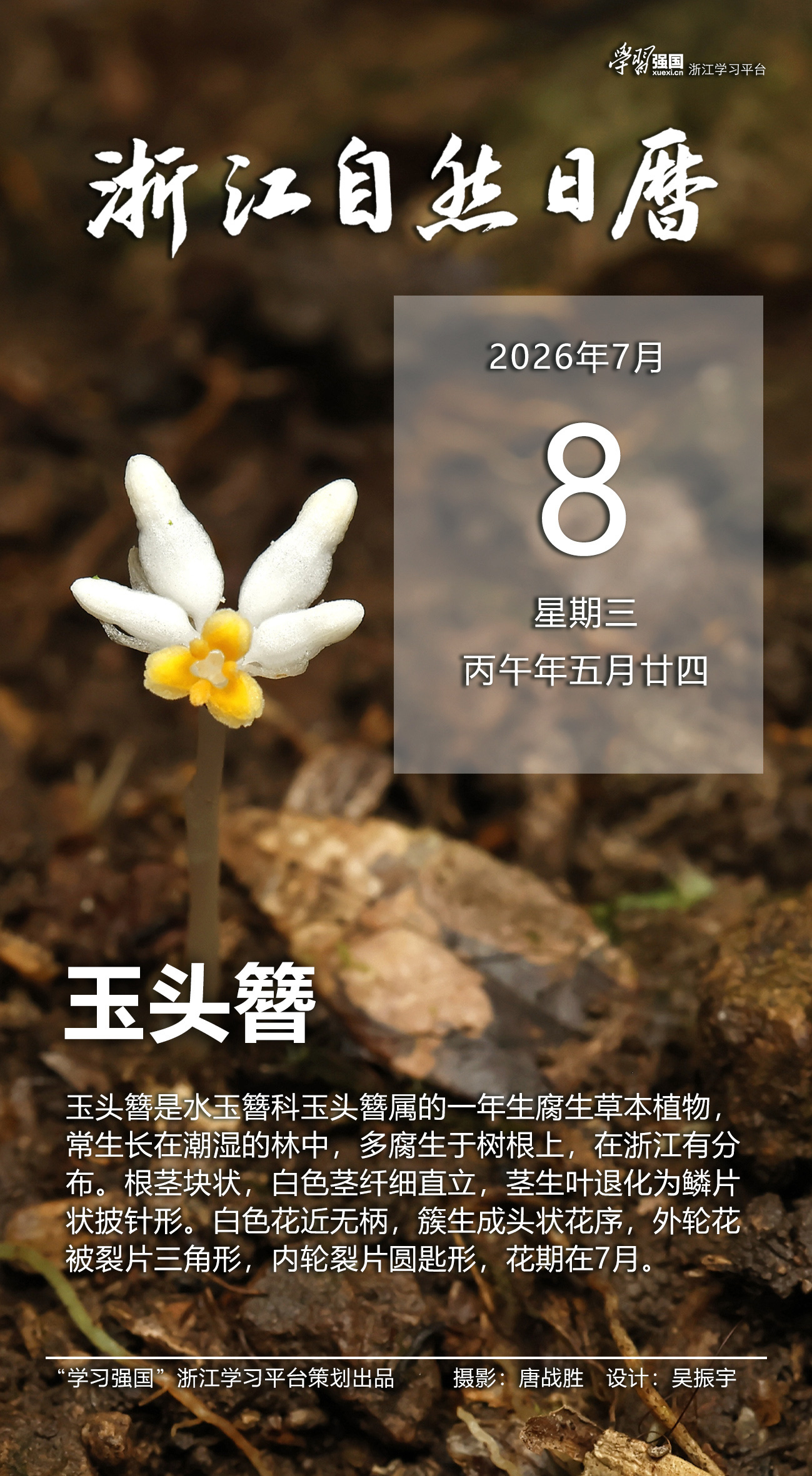 浙江自然日历丨玉头簪：荫翳而萌花草
