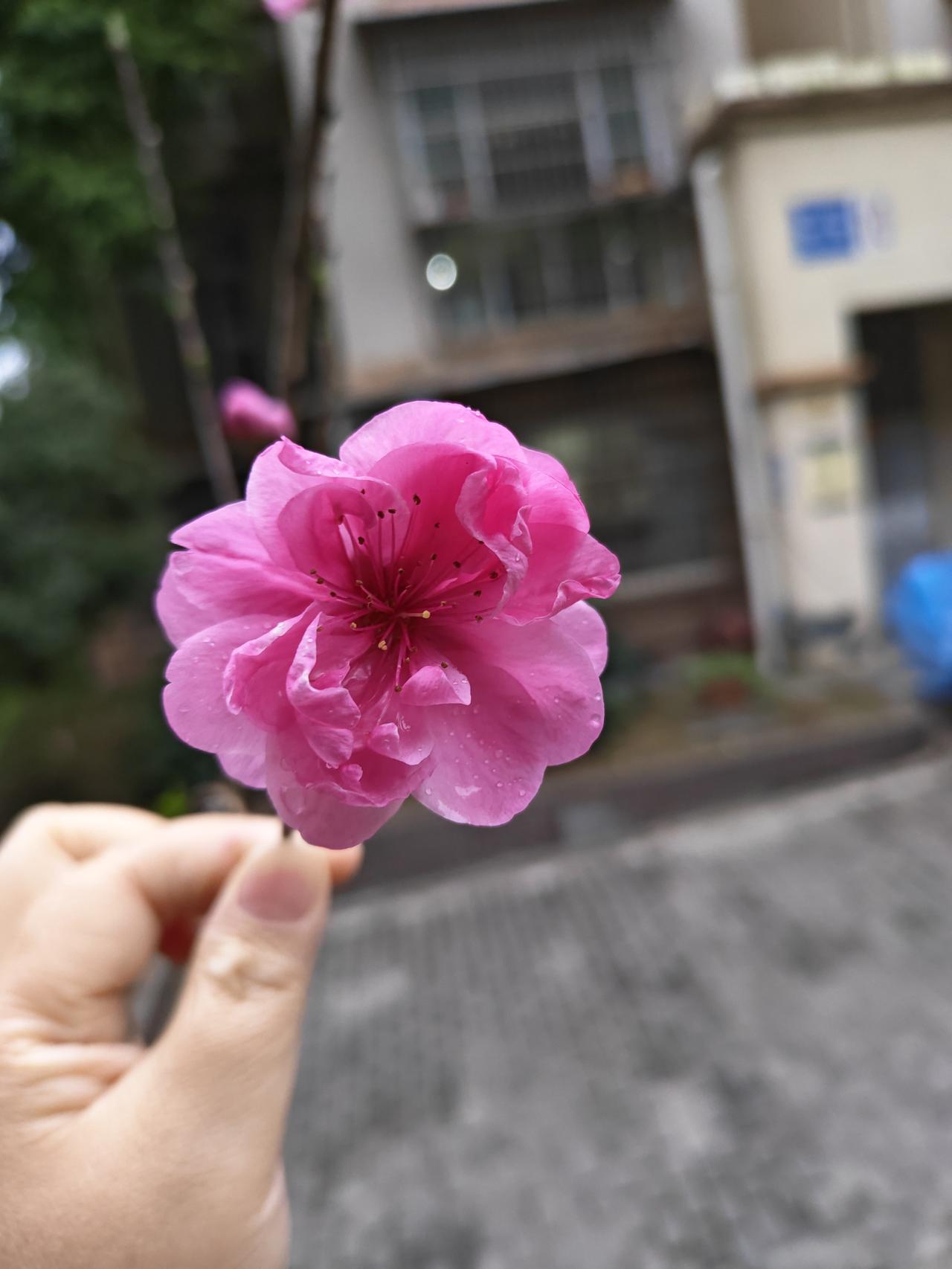 春日生活打卡季本来前几天的温度都冲到20多度了，突然一个急刹车，这几天10度多点