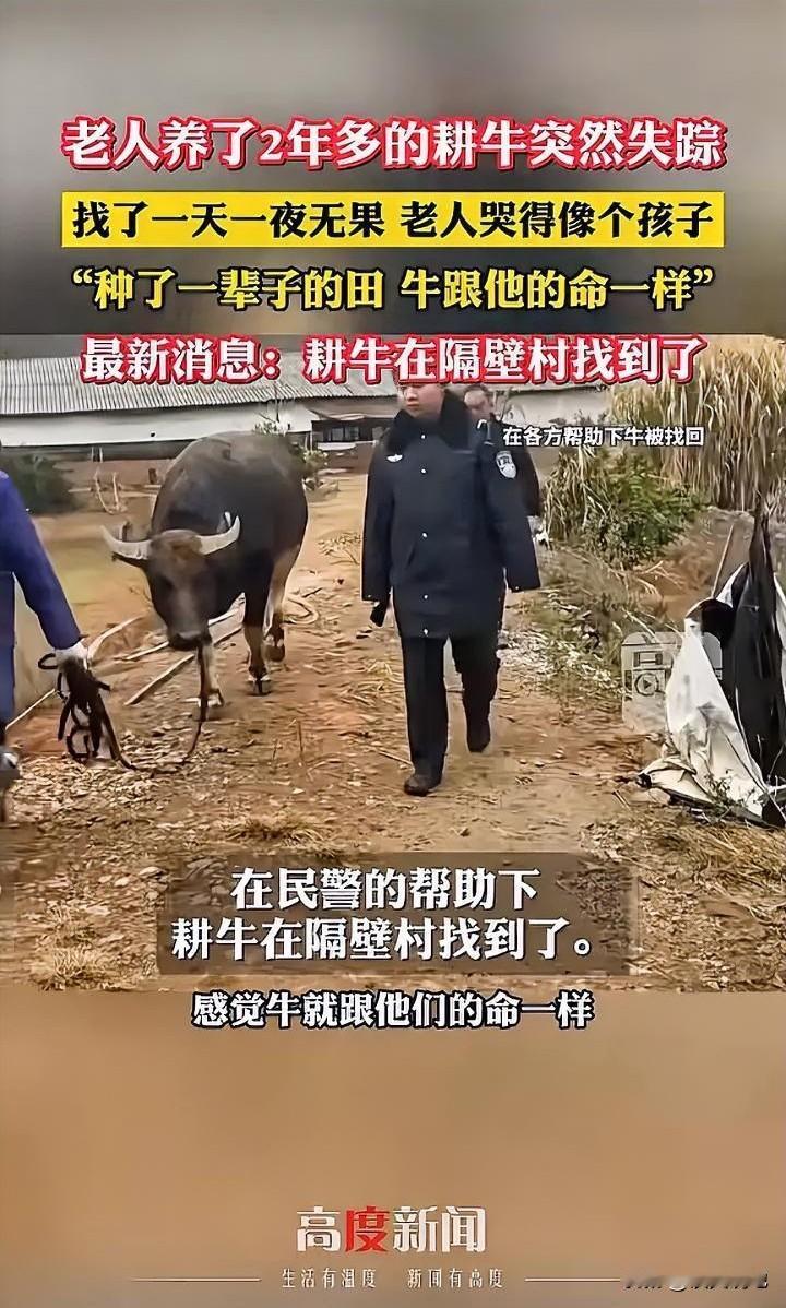 “破防了！江西吉安，老人养了2年多的耕牛突然失踪，找了一天一夜无果，饭桌上他哭着