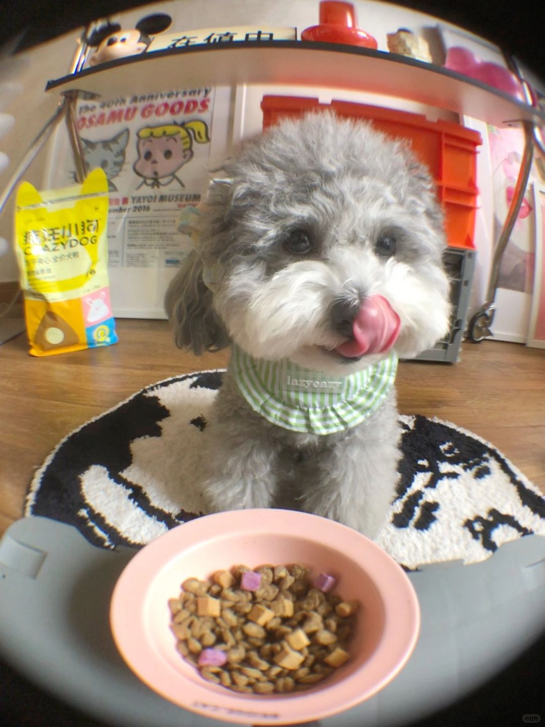 小狗能有什么坏心思 只是想吃饭饭罢了😋