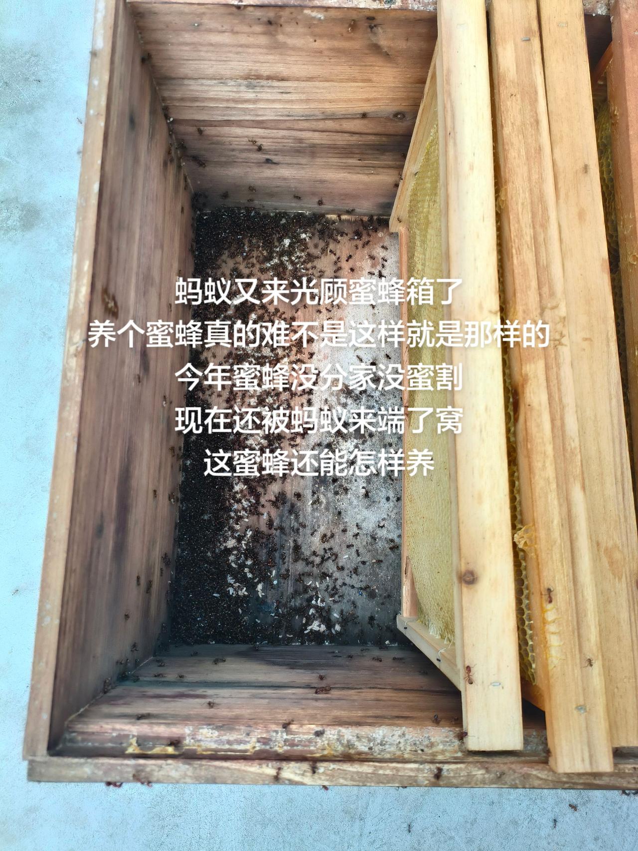 蚂蚁又来光顾蜜蜂箱了
养个蜜蜂真的难不是这样就是那样的
今年蜜蜂没分家没蜜割
现