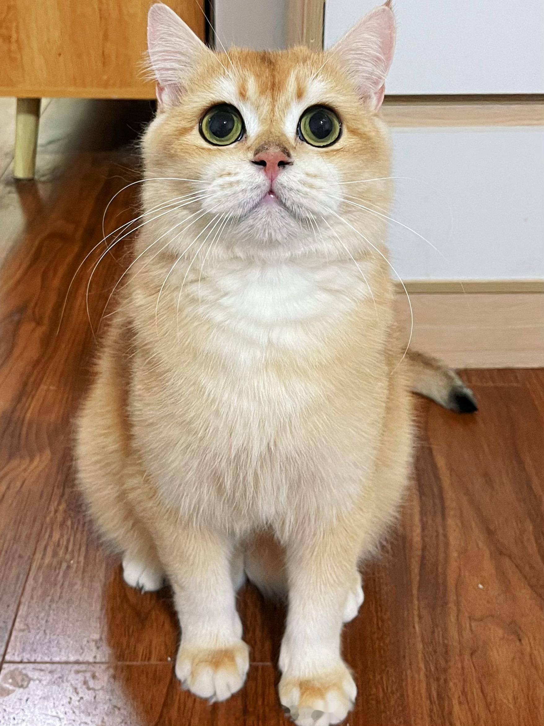 金宝宝眼睛里都是清澈的愚蠢 