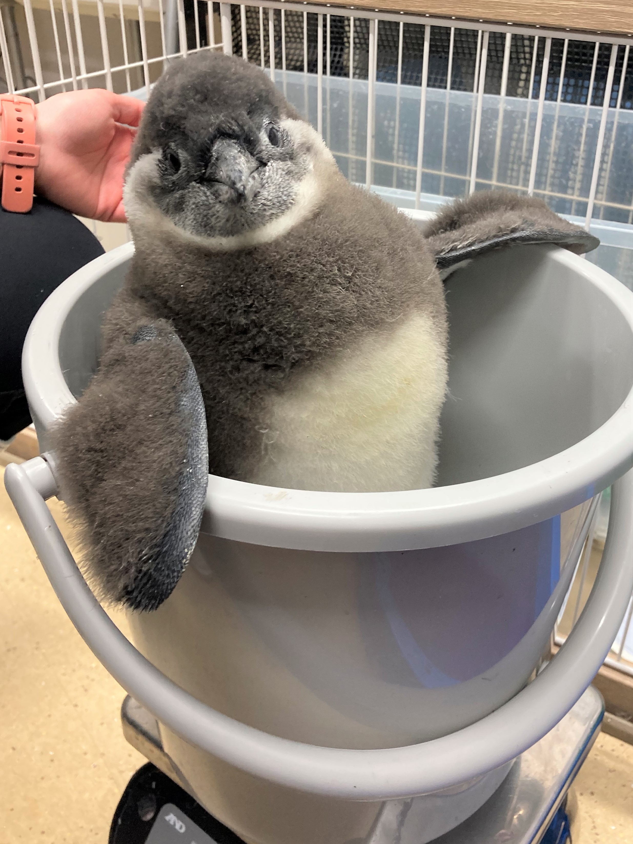 企鹅 崽崽你称重怎么辣么萌！！！！！【推：Kyoto_Aquarium】 