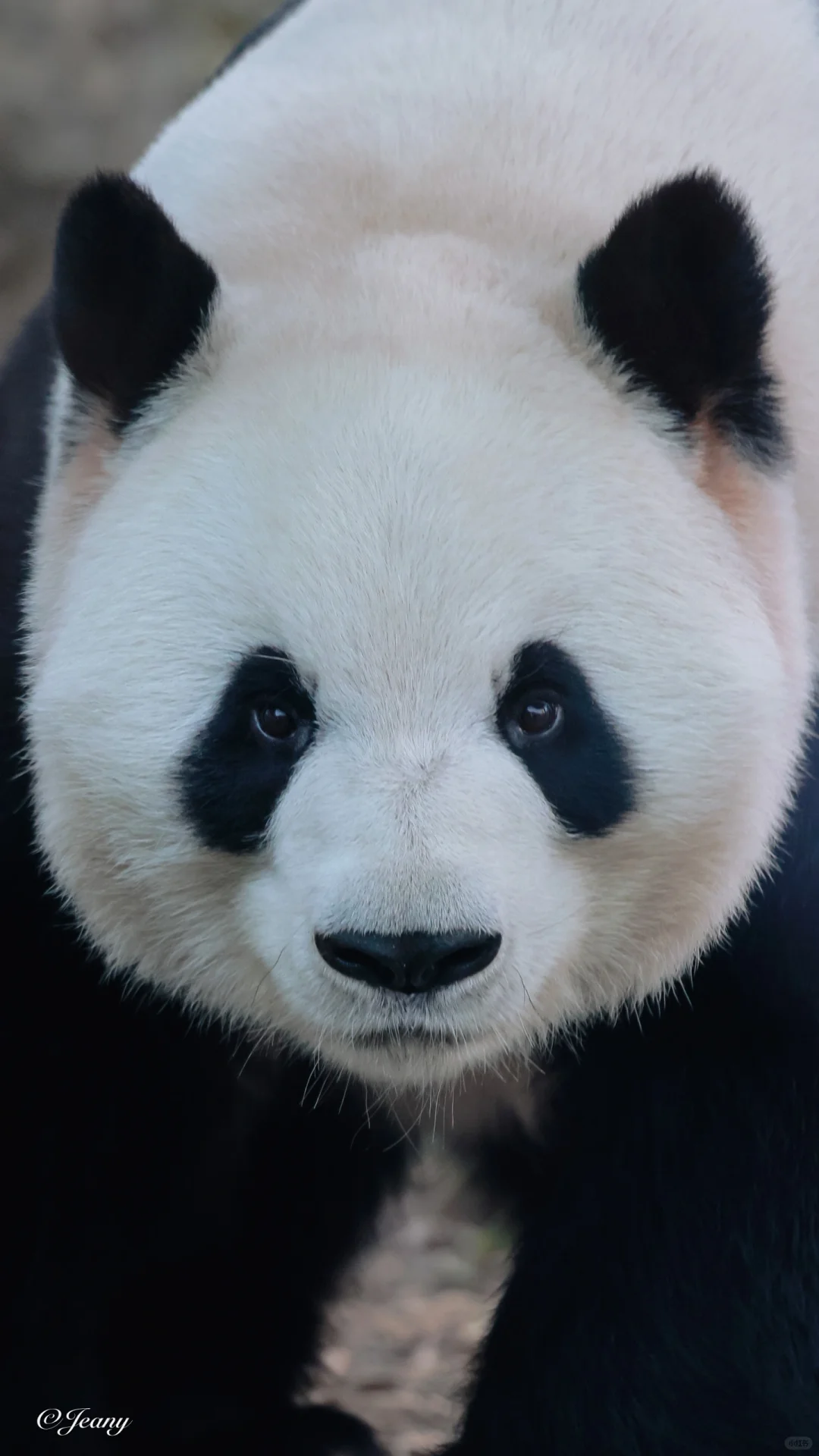 昨天拍的大兰子真帅😍延迟一天今天分享🐼