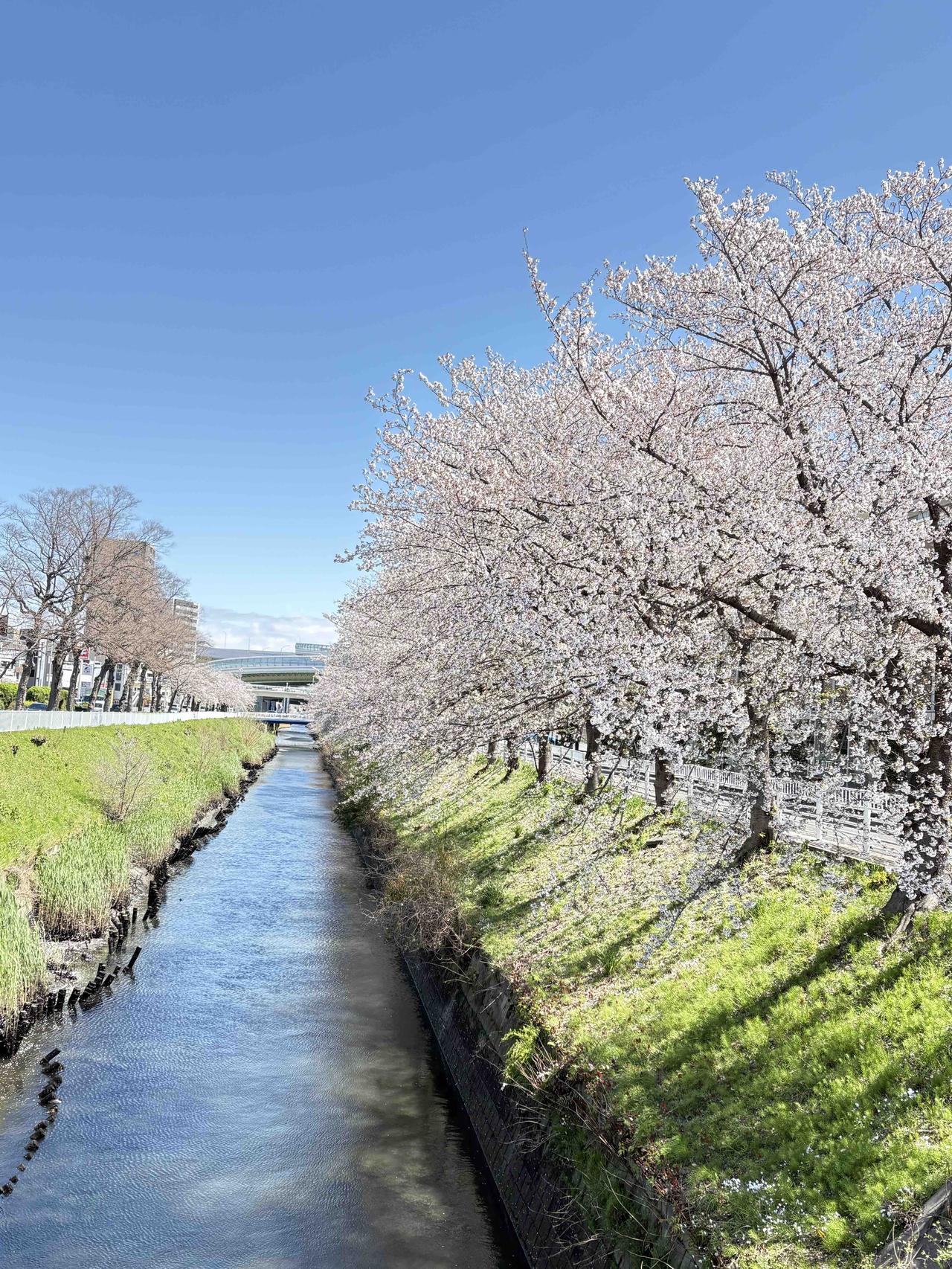 4月2日，日本中部蔚蓝天空下的樱花树。在蓝天和青草的衬托下，一树繁花温柔了时光。