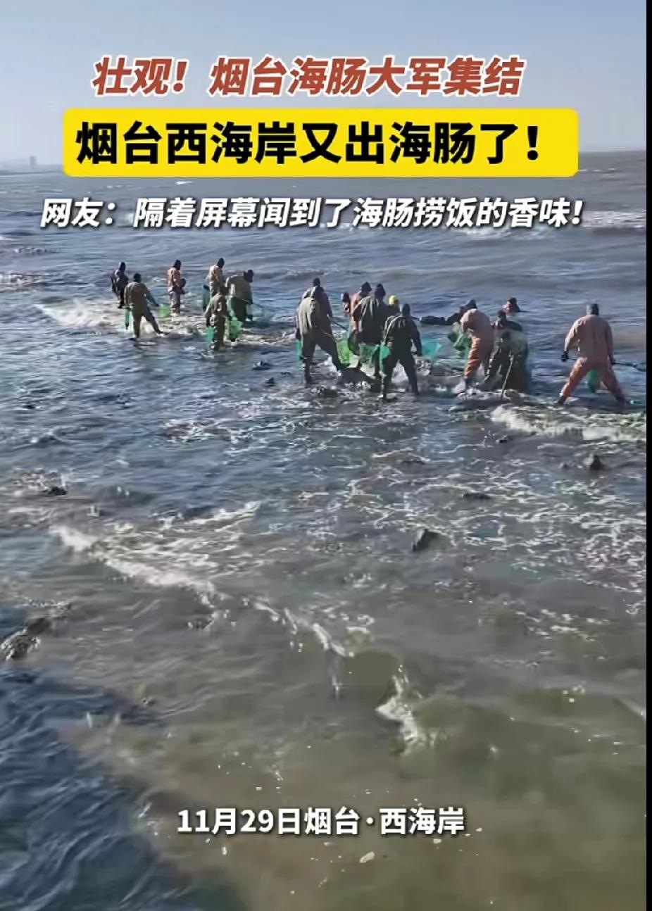 海肠捞饭的味道随着大风大浪，又遍布烟台的海边了，捞海肠大军不畏大风的洗礼，快乐的