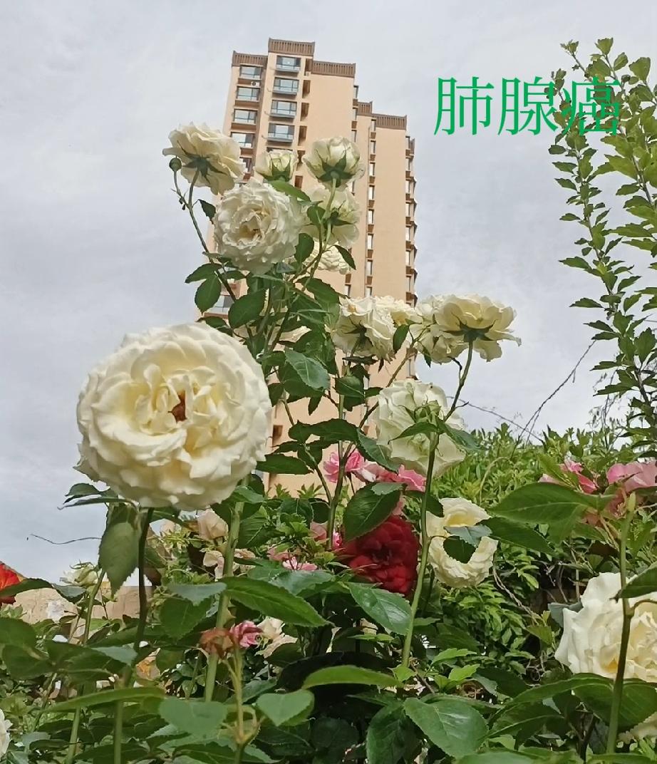 身心早已积满疲惫，或许某天，我也会停下更新，不再碎碎念日常。
今天只想由衷劝一句