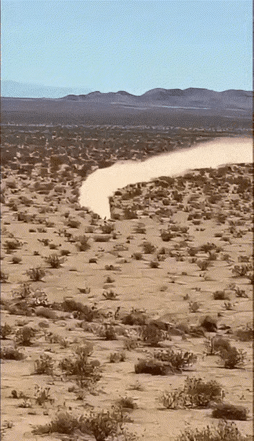 现实版的虐狼，沙漠灌木丛生，狼为了一口吃的拼命在追赶一只鸟，这个鸟有点坏，看着狼