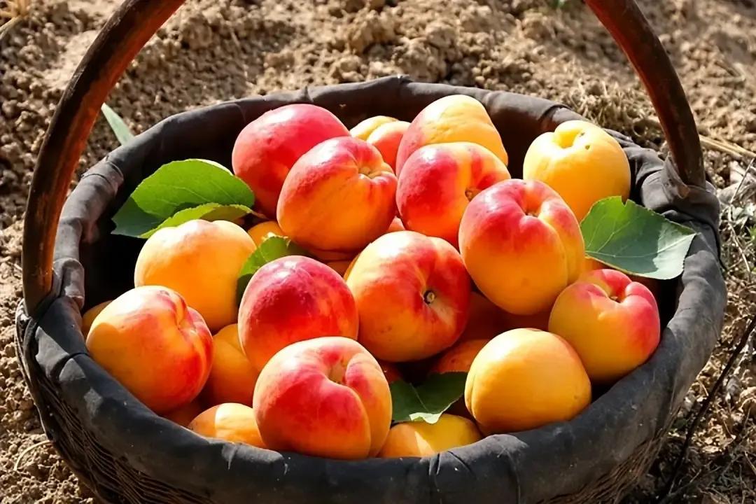 夏日的杏鲜甜多汁，是不可错过的时令美味。它不仅果肉富含维生素和胡萝卜素，还有止咳