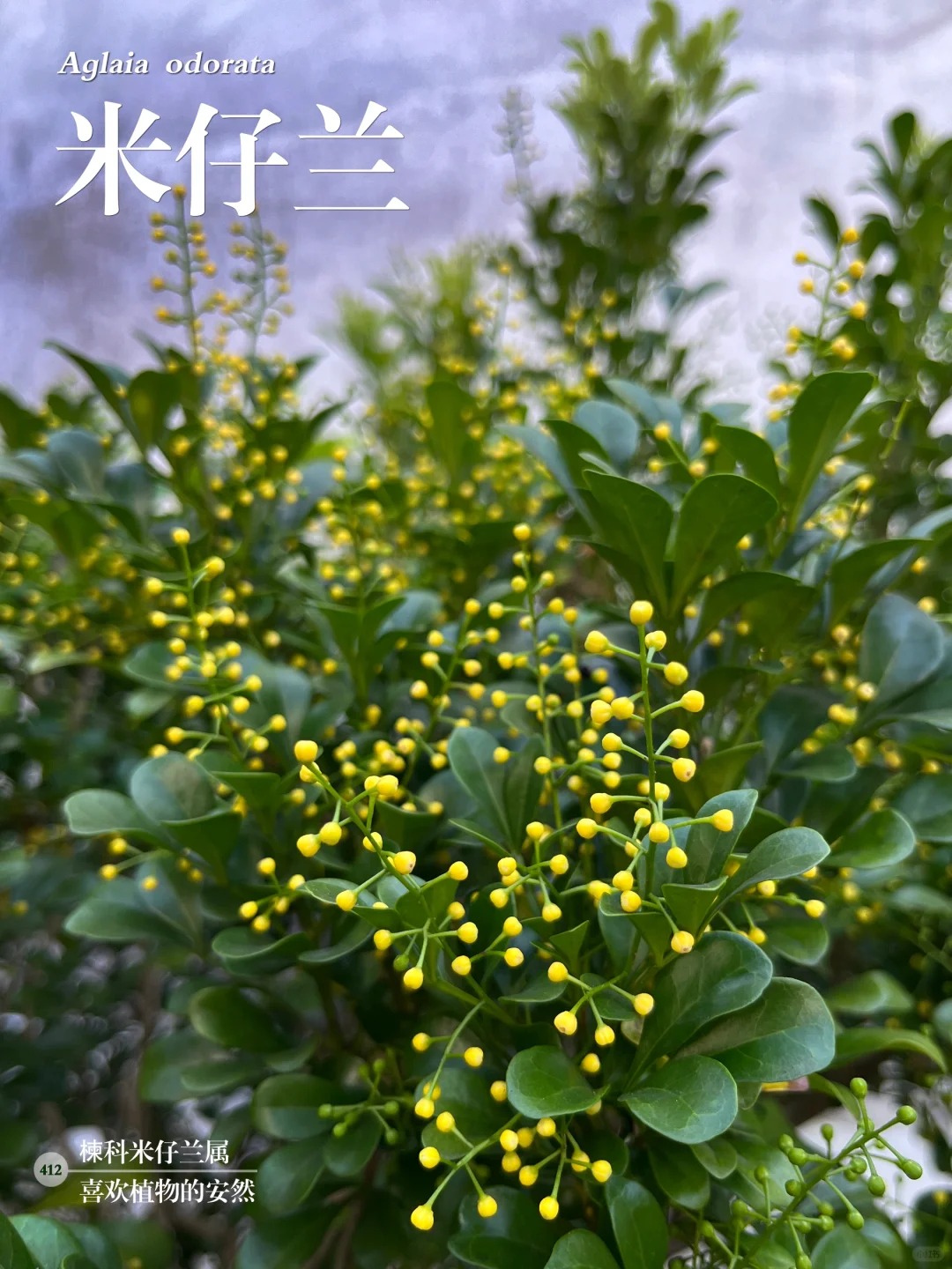 福州植物打标412｜米仔兰