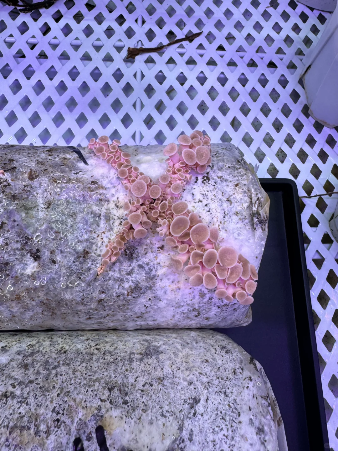 我是采姑娘的小蘑菇🍄‍🟫