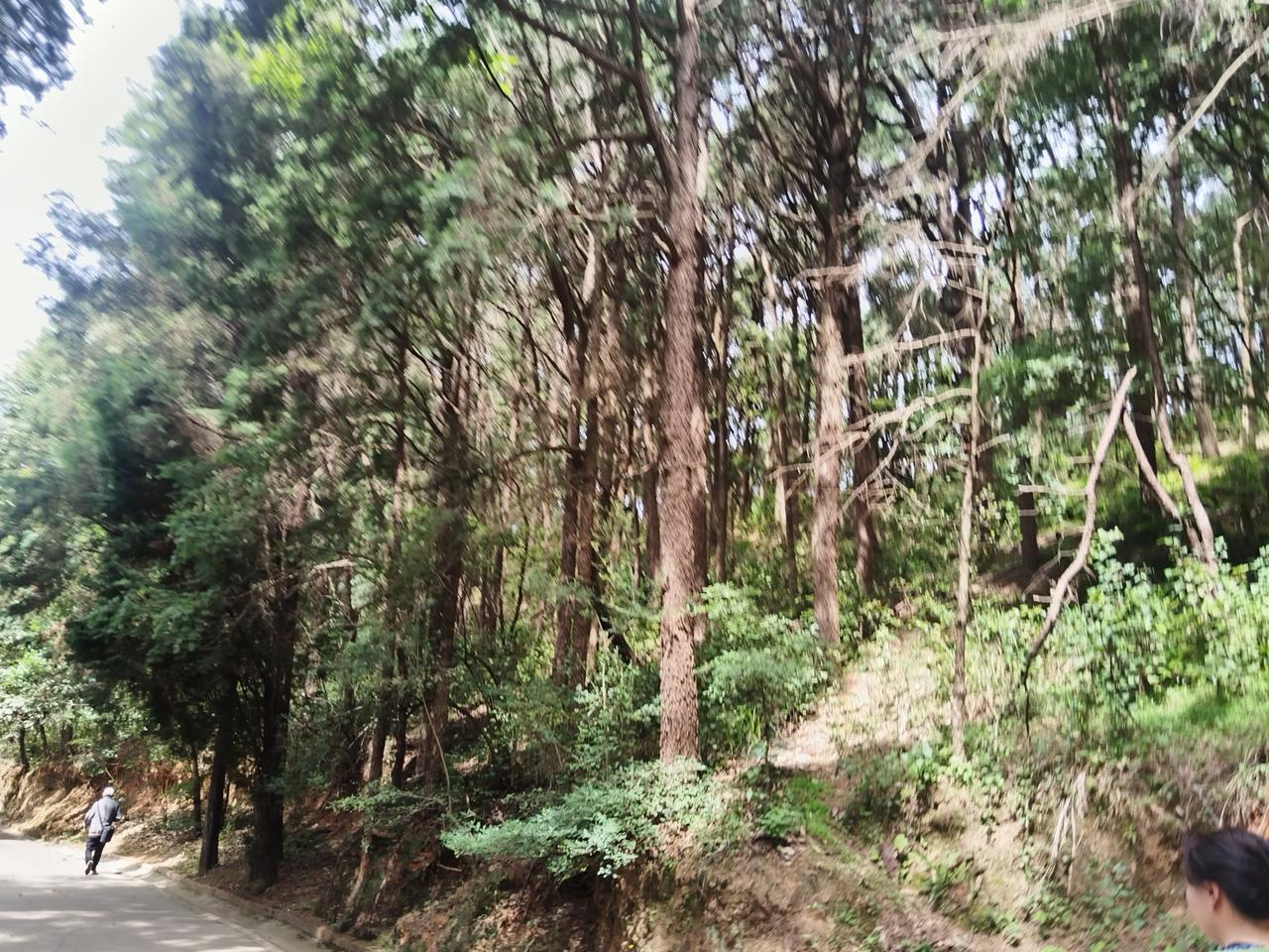 金殿森林公园